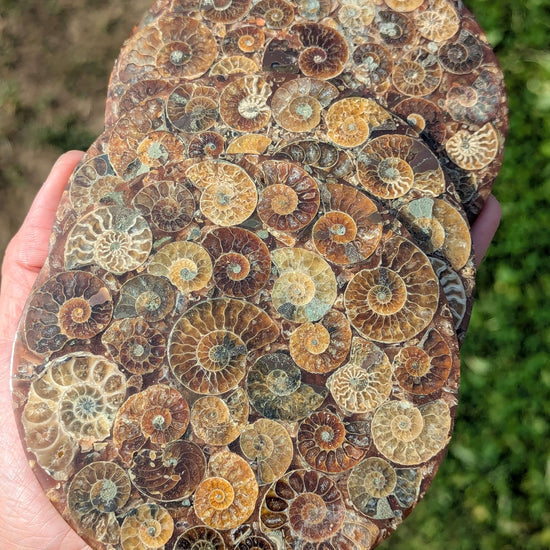 Ammonite-Shells