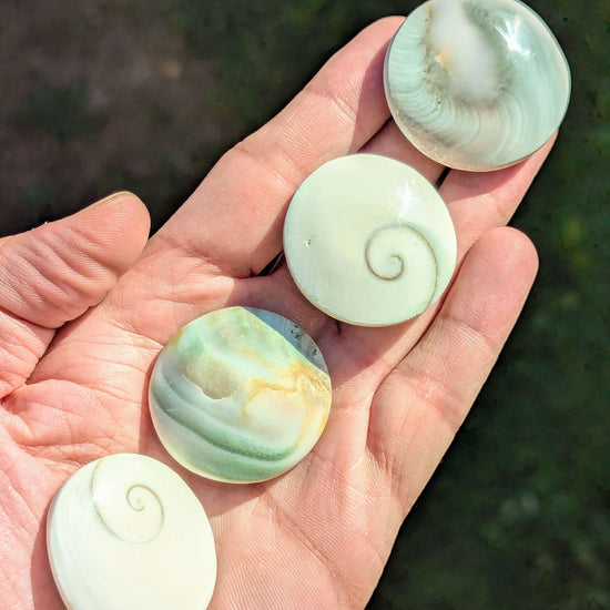Shiva-Eye-Shell