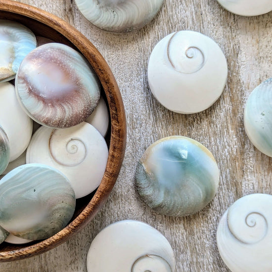 Shiva-Eye-Shells