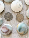 eye-of-shiva-shell