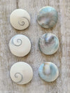 shiva-eyes-shell