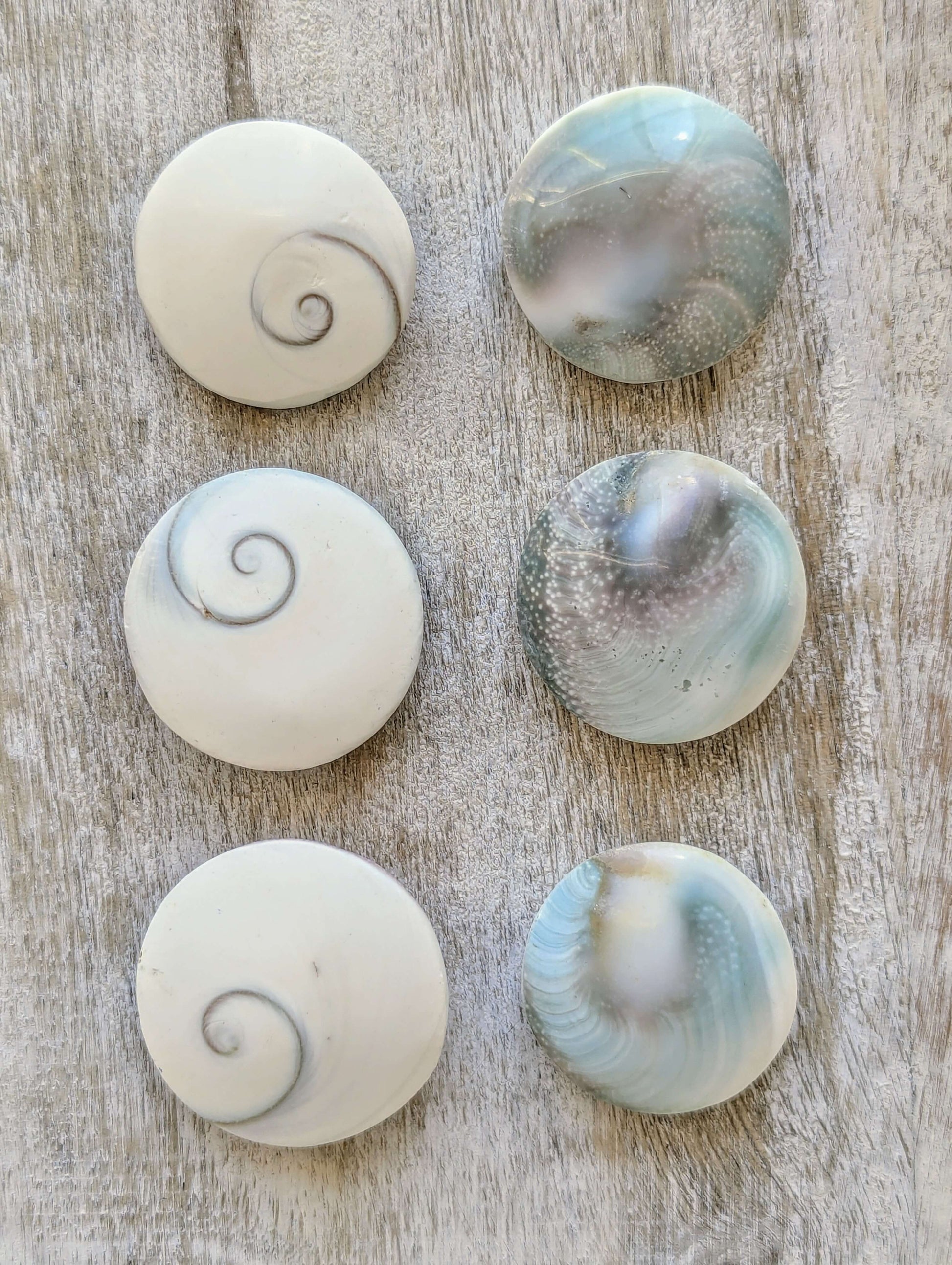 shiva-eyes-shell