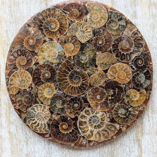 Ammonite-Fossil-Shell