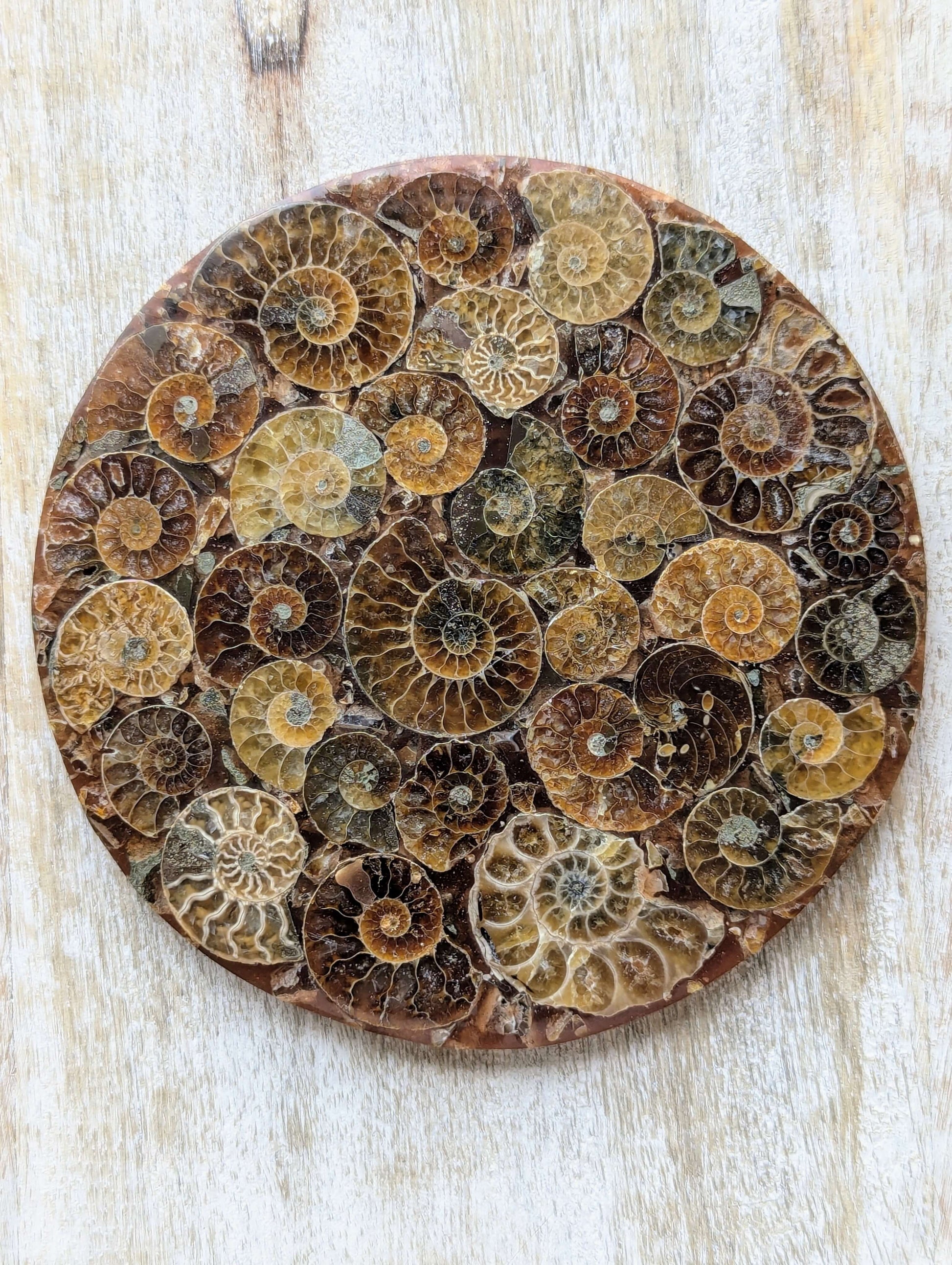 Ammonite-Fossil-Shell