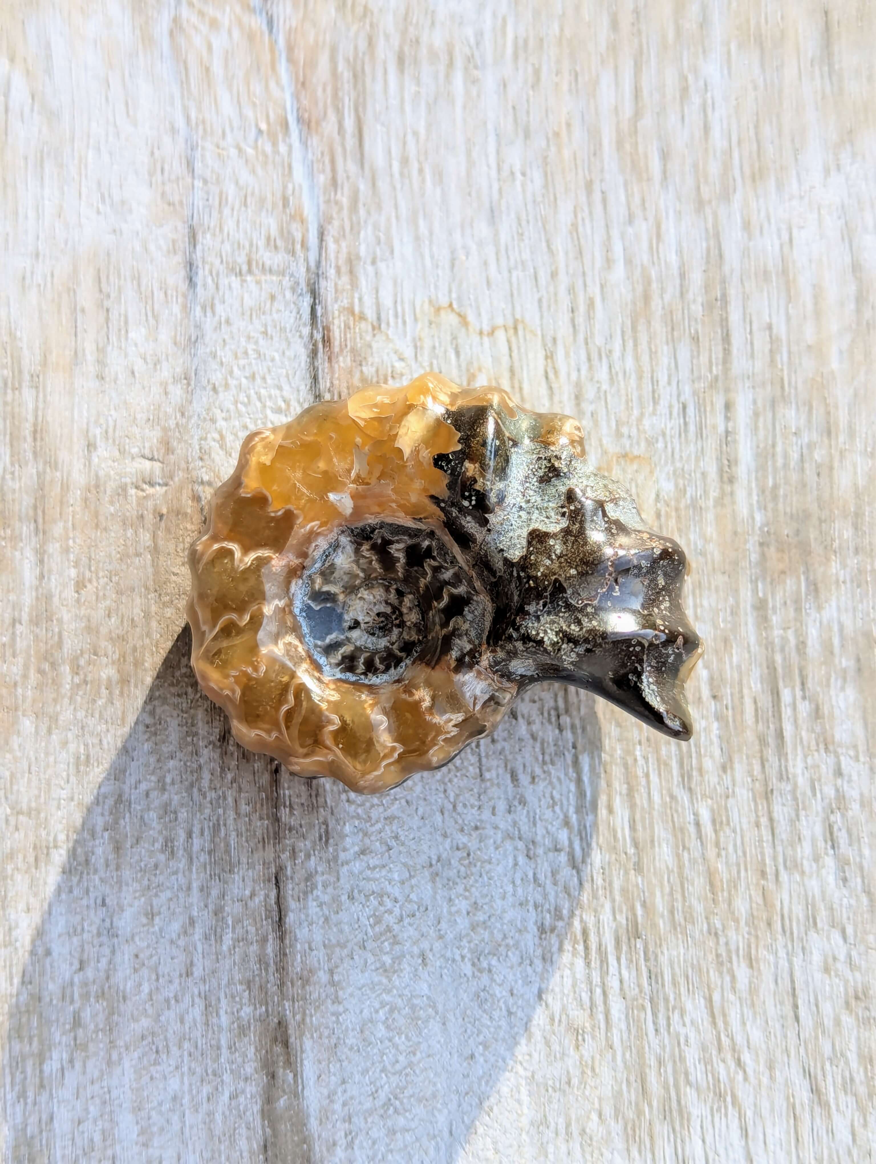 Amenite Shell Ammonite Shell 37mm – Aurora Stones