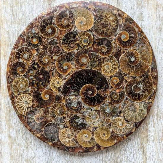 Ammonite-Shell