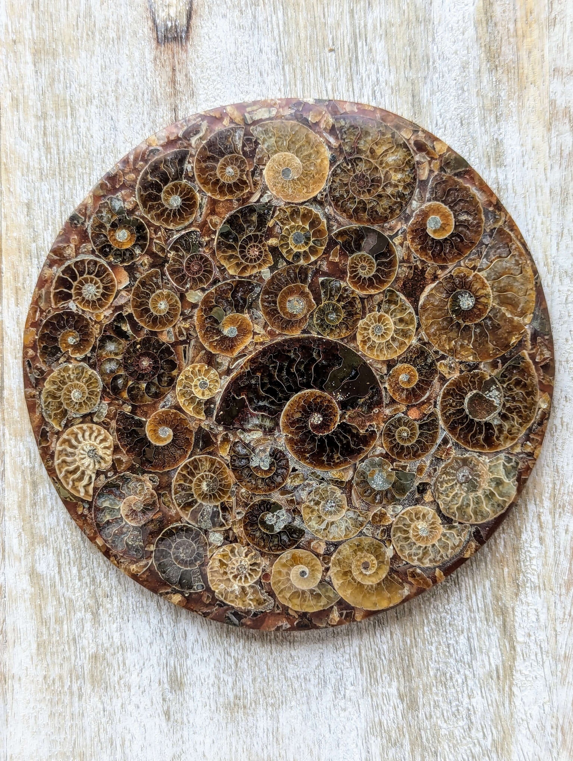 Ammonite-Shell