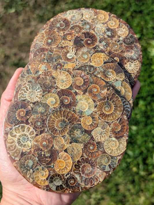 Ammonite-Shells