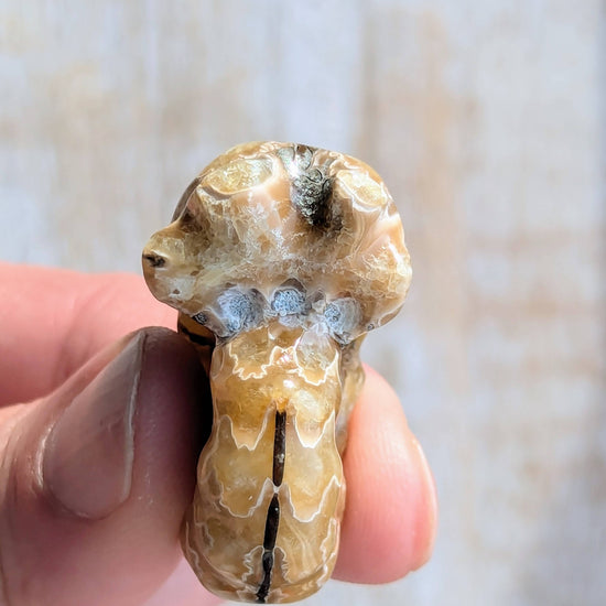 Fossil-ammonite-for-jewelry-making