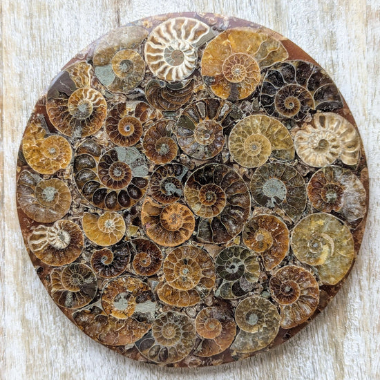 Natural-Ammonite-Shell