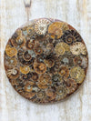 Natural-Ammonite-Shell