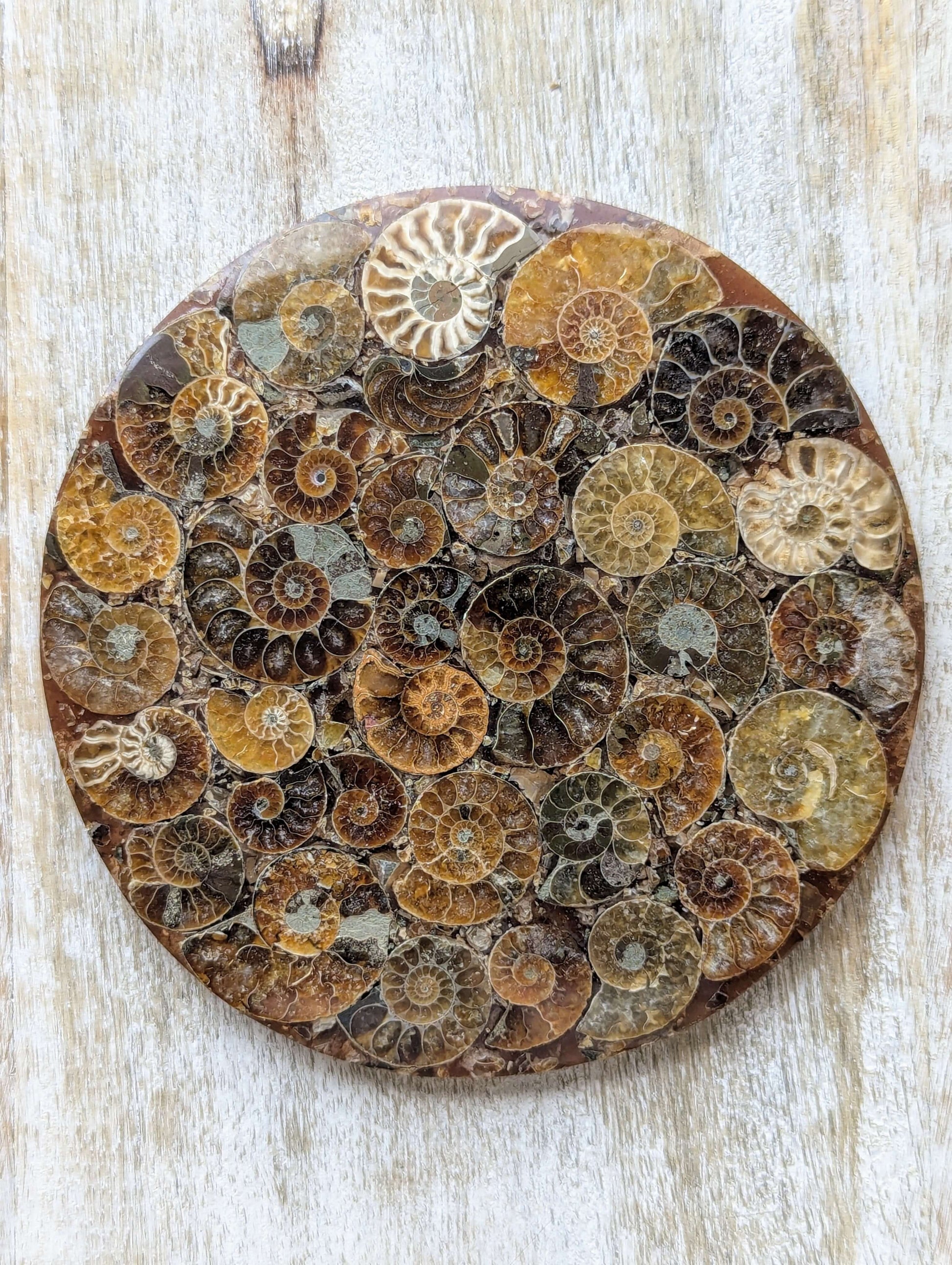 Natural-Ammonite-Shell