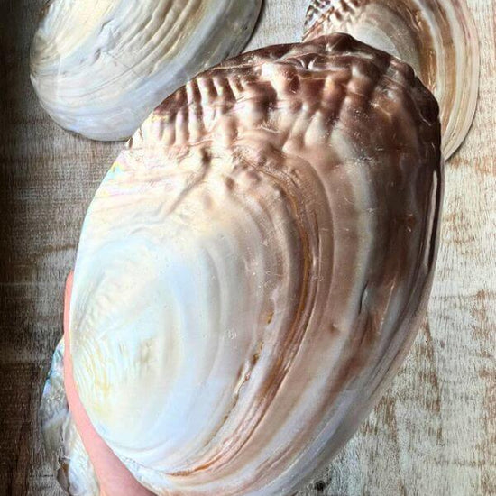 Mother of Pearl Seashell