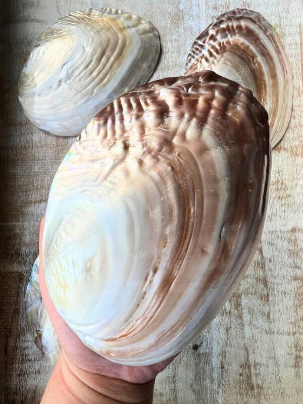 Mother of Pearl Seashell