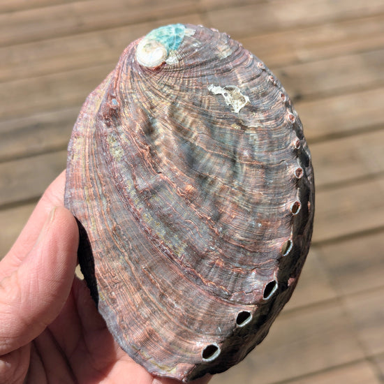 Pink-abalone-shell