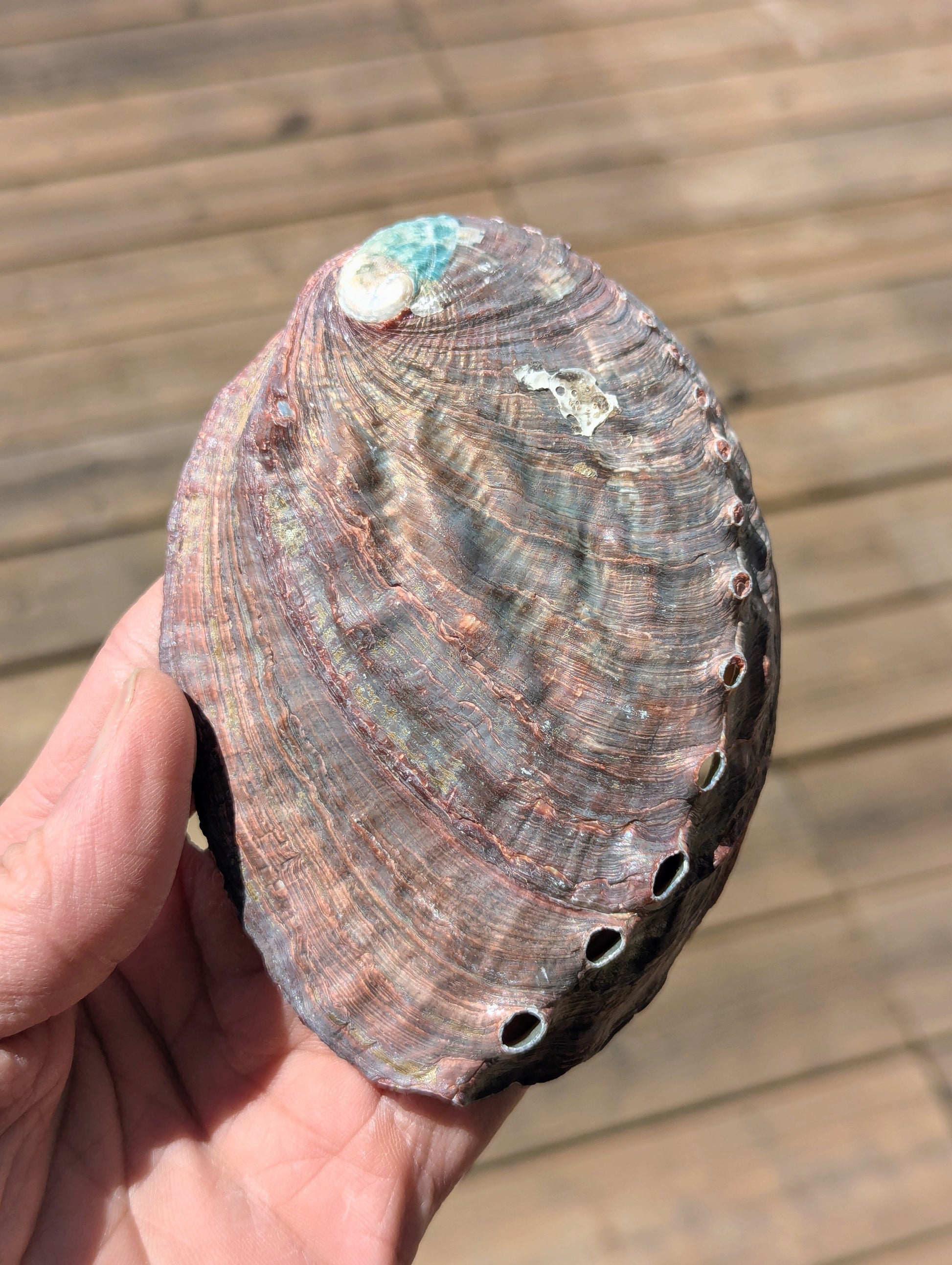 Pink-abalone-shell