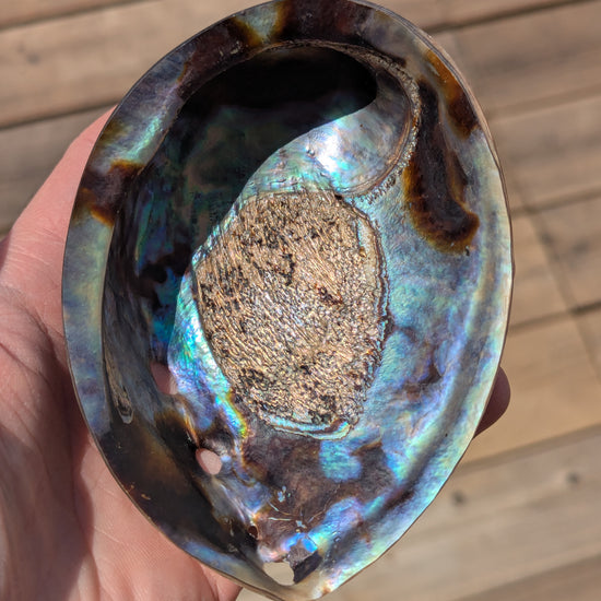 Polished-Abalone-shell