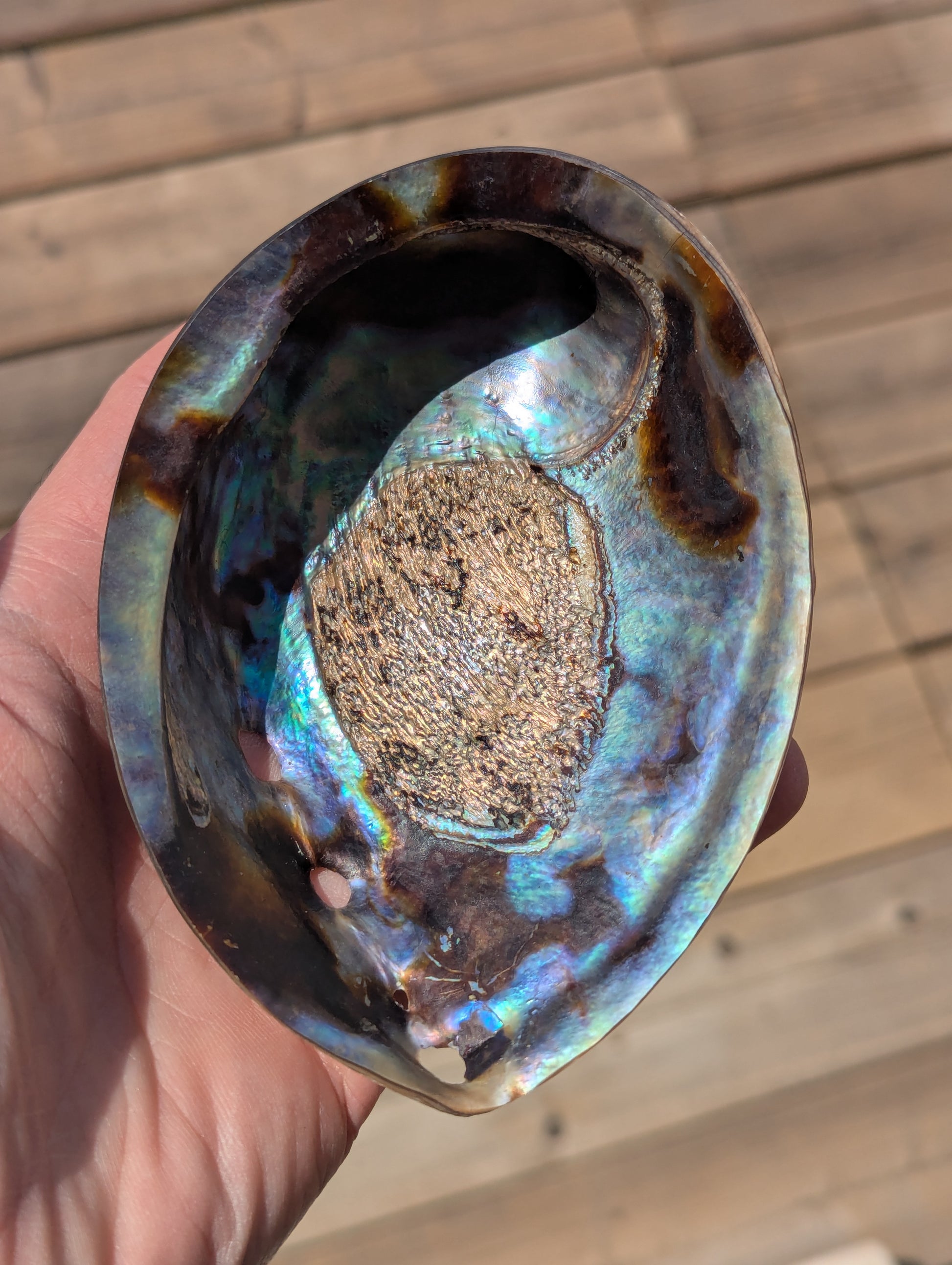 Polished-Abalone-shell