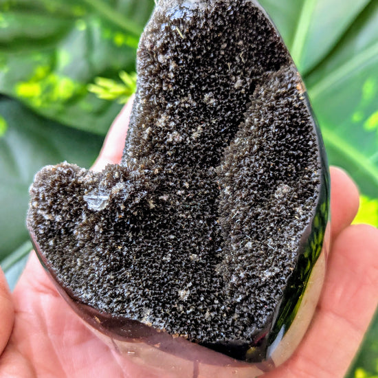 Dragon Egg held in a hand with a green leafy background