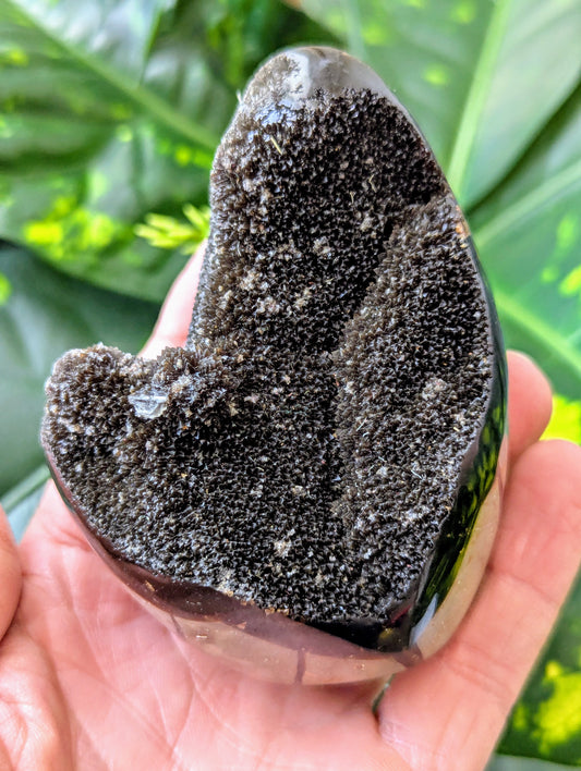 Dragon Egg held in a hand with a green leafy background