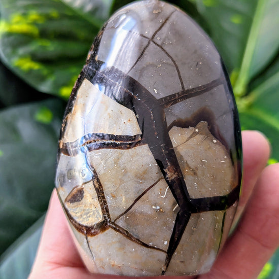 Polished Dragon Egg with black and white patterns held in a hand against a green leafy background
