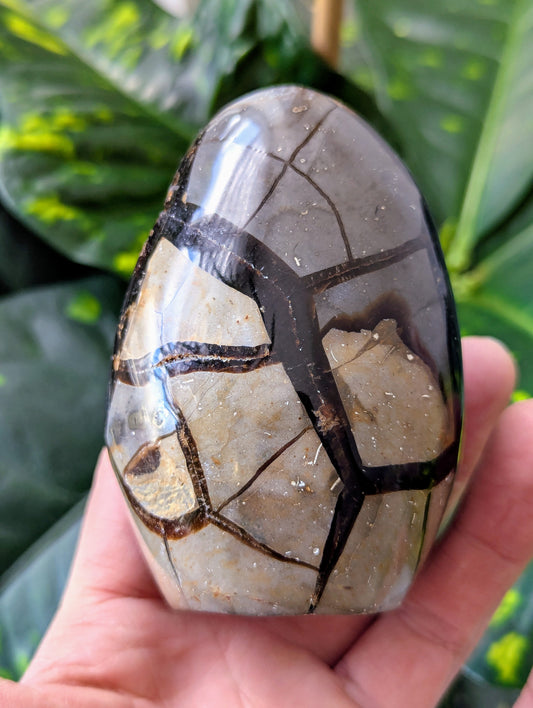 Polished Dragon Egg with black and white patterns held in a hand against a green leafy background