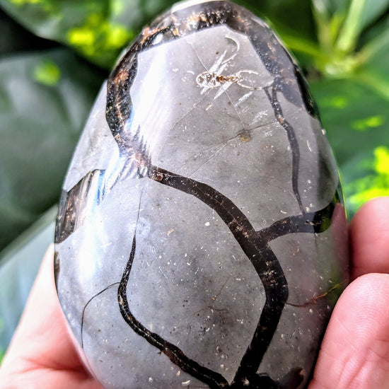 Person holding a polished Septarian Druzy Egg with black vein patterns against a green leafy background