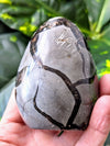 Person holding a polished Septarian Druzy Egg with black vein patterns against a green leafy background