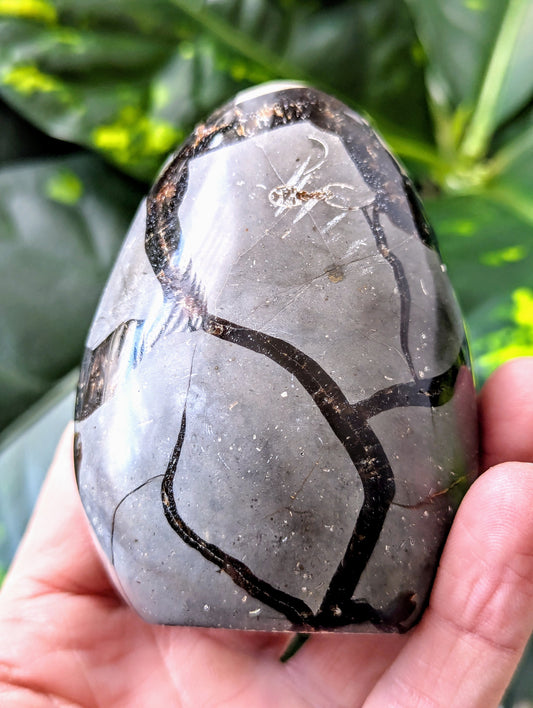 Person holding a polished Septarian Druzy Egg with black vein patterns against a green leafy background