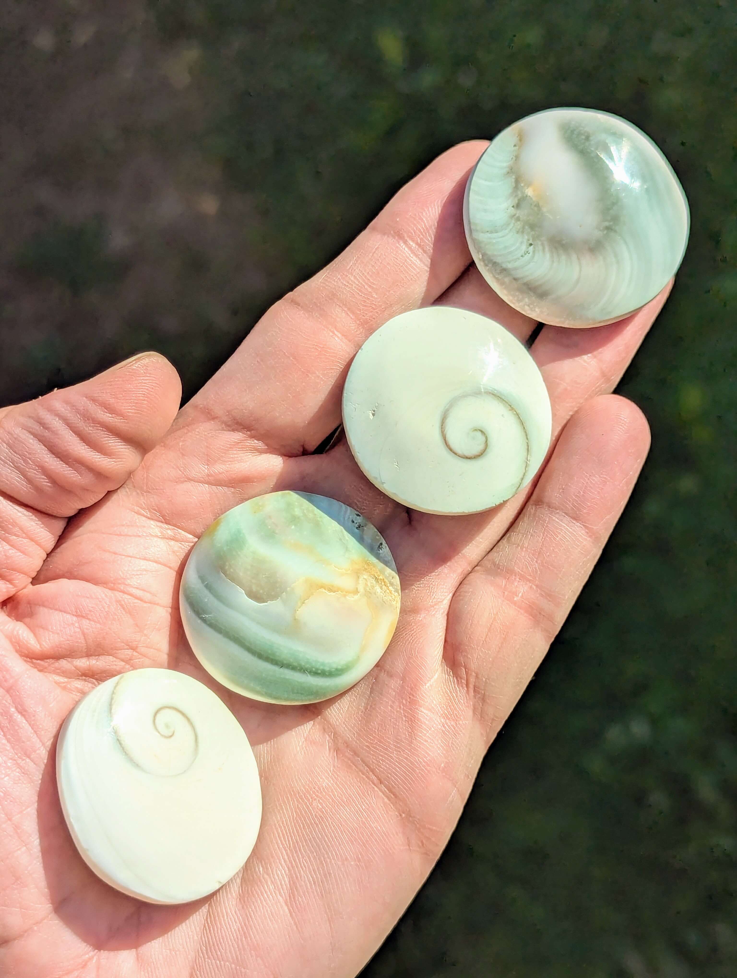 Shiva Eye Shell – Aurora Stones