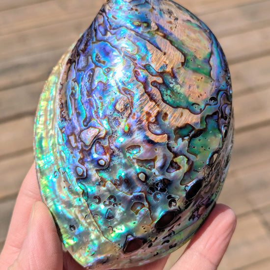 abalone-shell