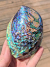 abalone-shell