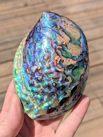 abalone-shell