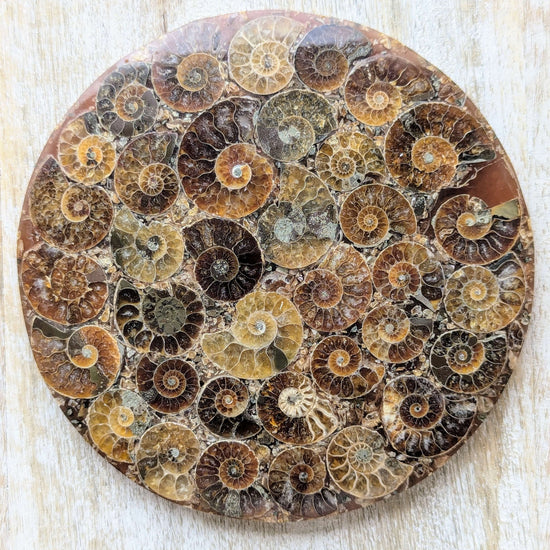 ammonite-straight-shell