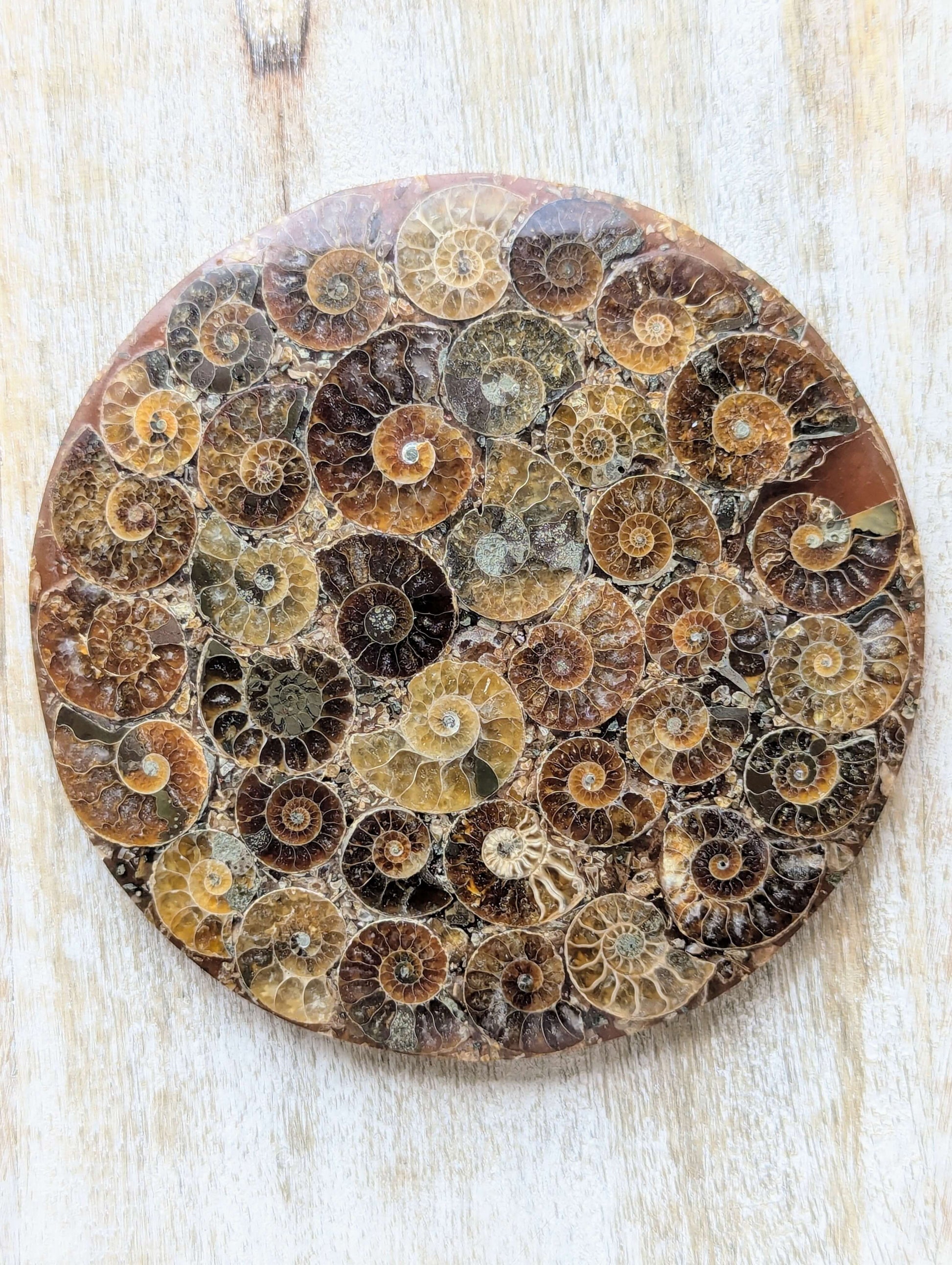 ammonite-straight-shell