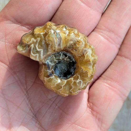 fossil-ammonite-to-make-a-pendant