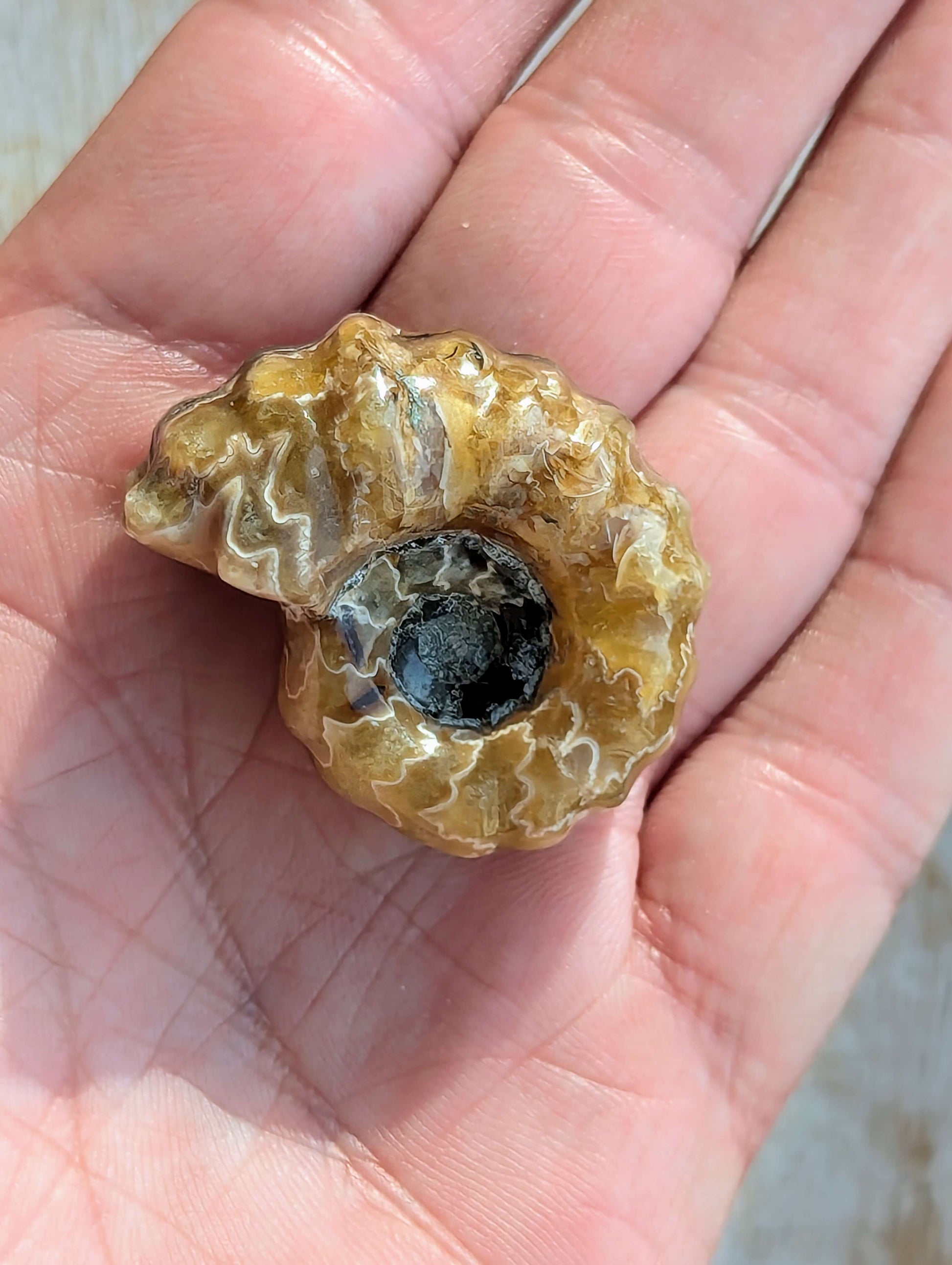 fossil-ammonite-to-make-a-pendant