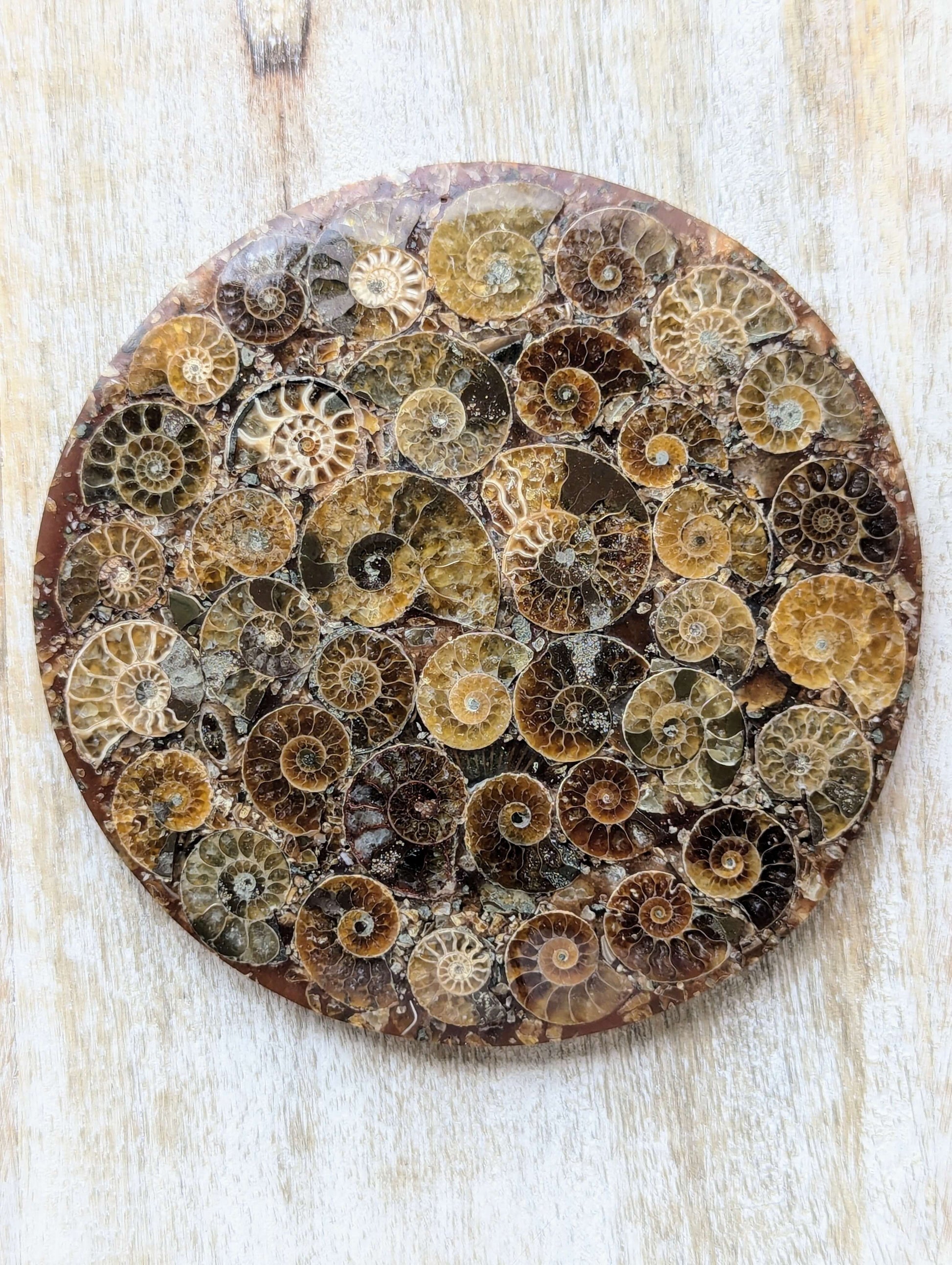 fossil-shell-ammonite