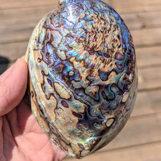 large-abalone-shell
