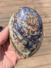 large-abalone-shell