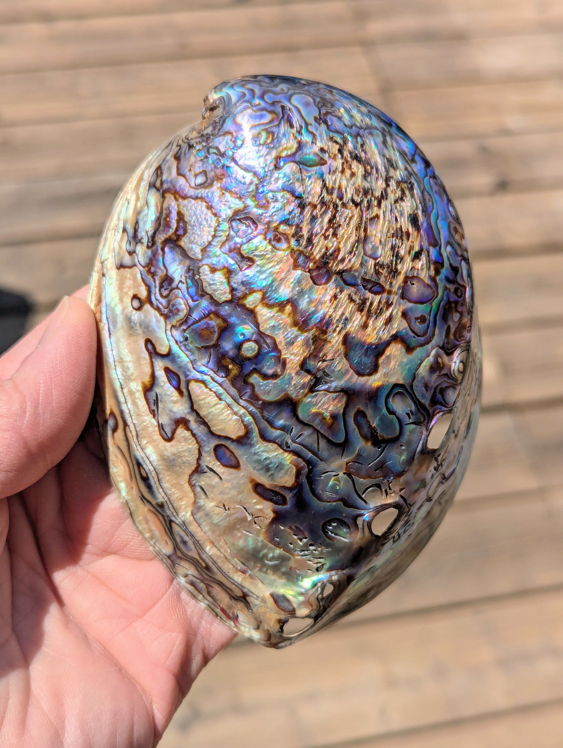 large-abalone-shell