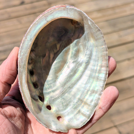 natural-abalone-shell