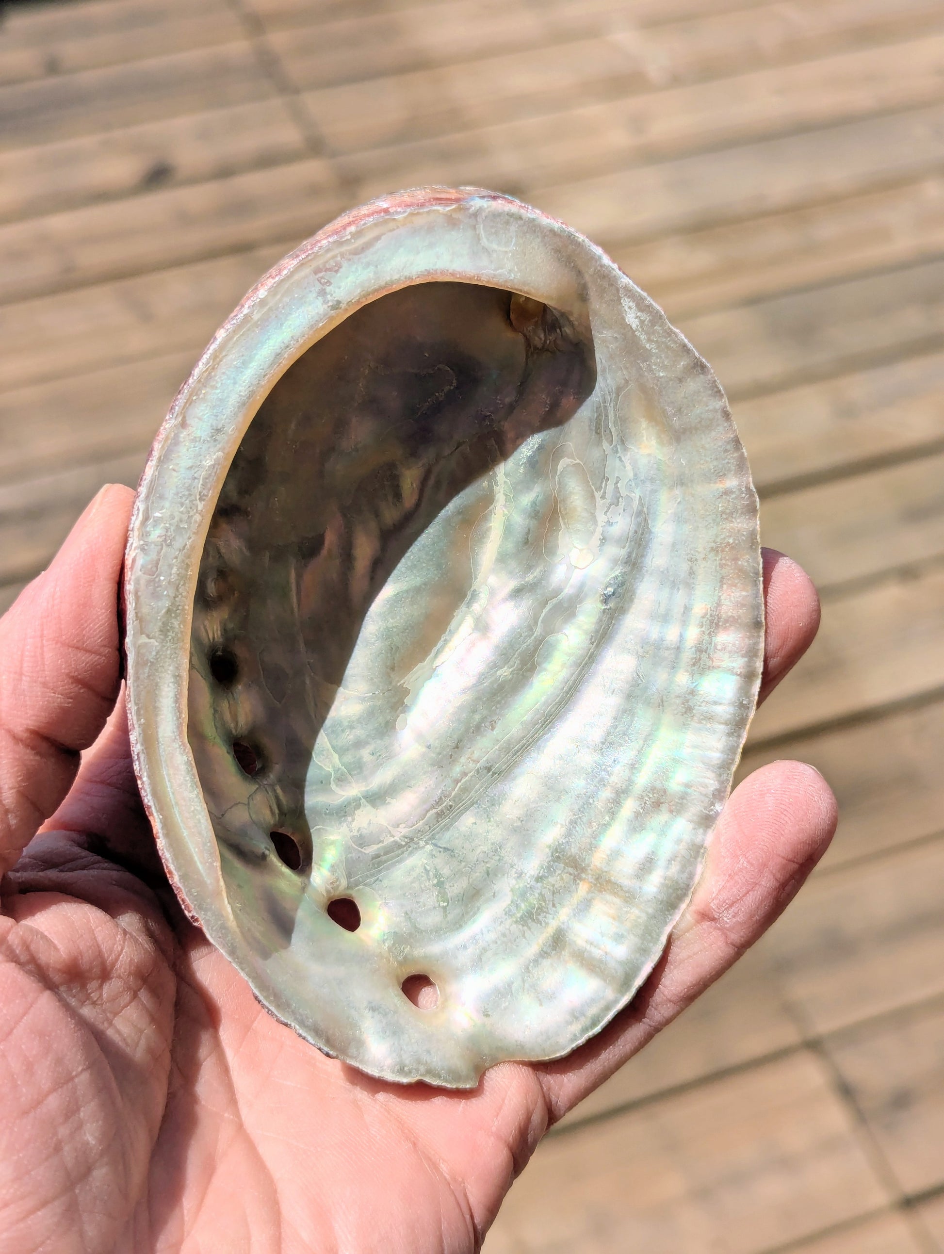natural-abalone-shell