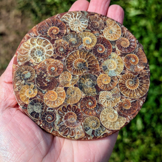 nautilus-fossil-ammonite