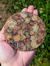 nautilus-fossil-ammonite