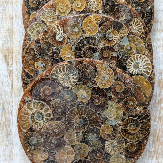 nautilus-shell-fossil-ammonite