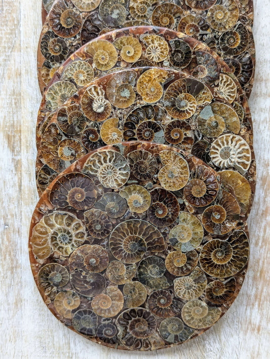 nautilus-shell-fossil-ammonite