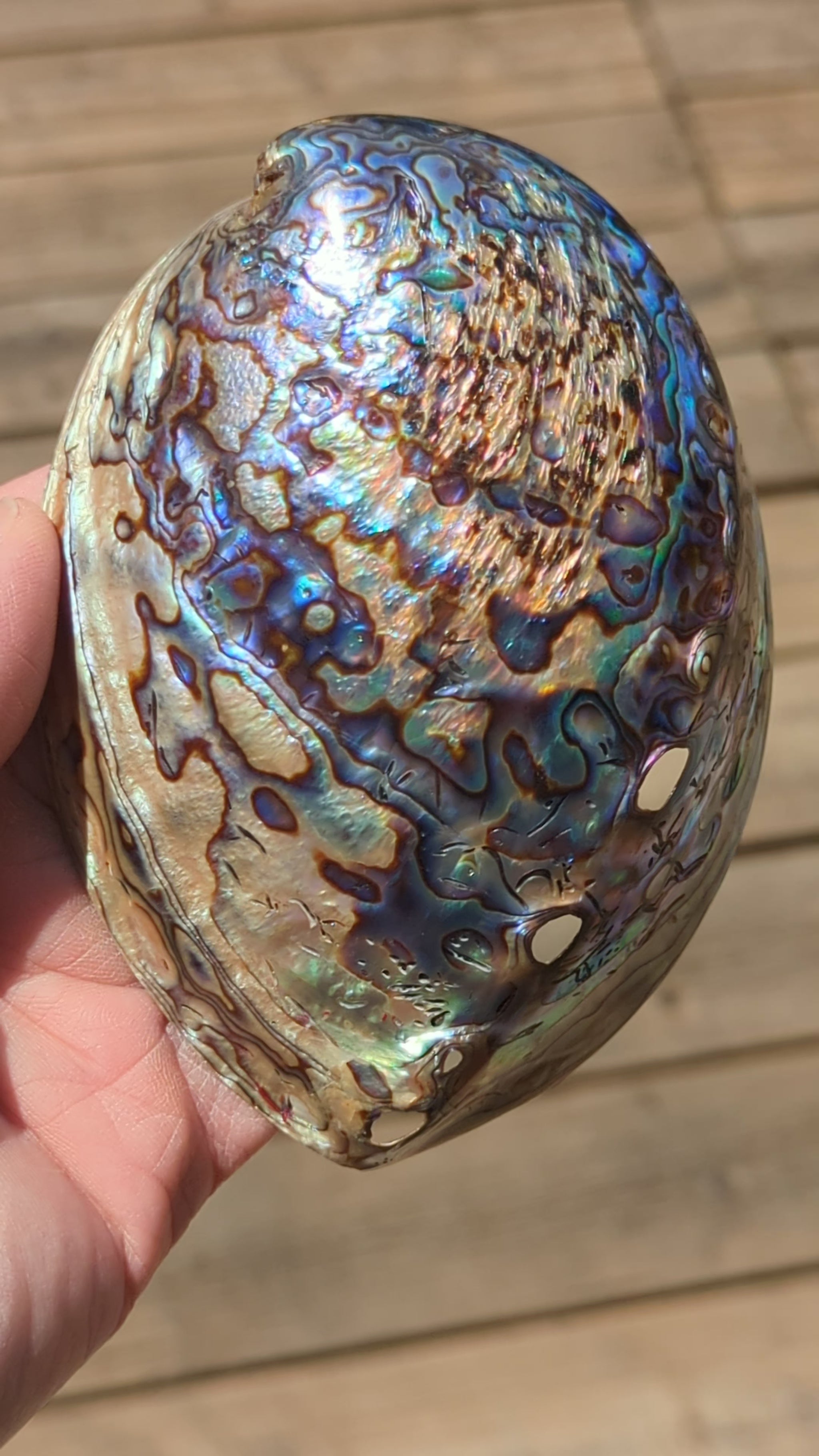 rainbow-abalone-shell