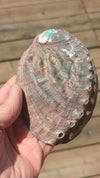 natural-abalone-shell