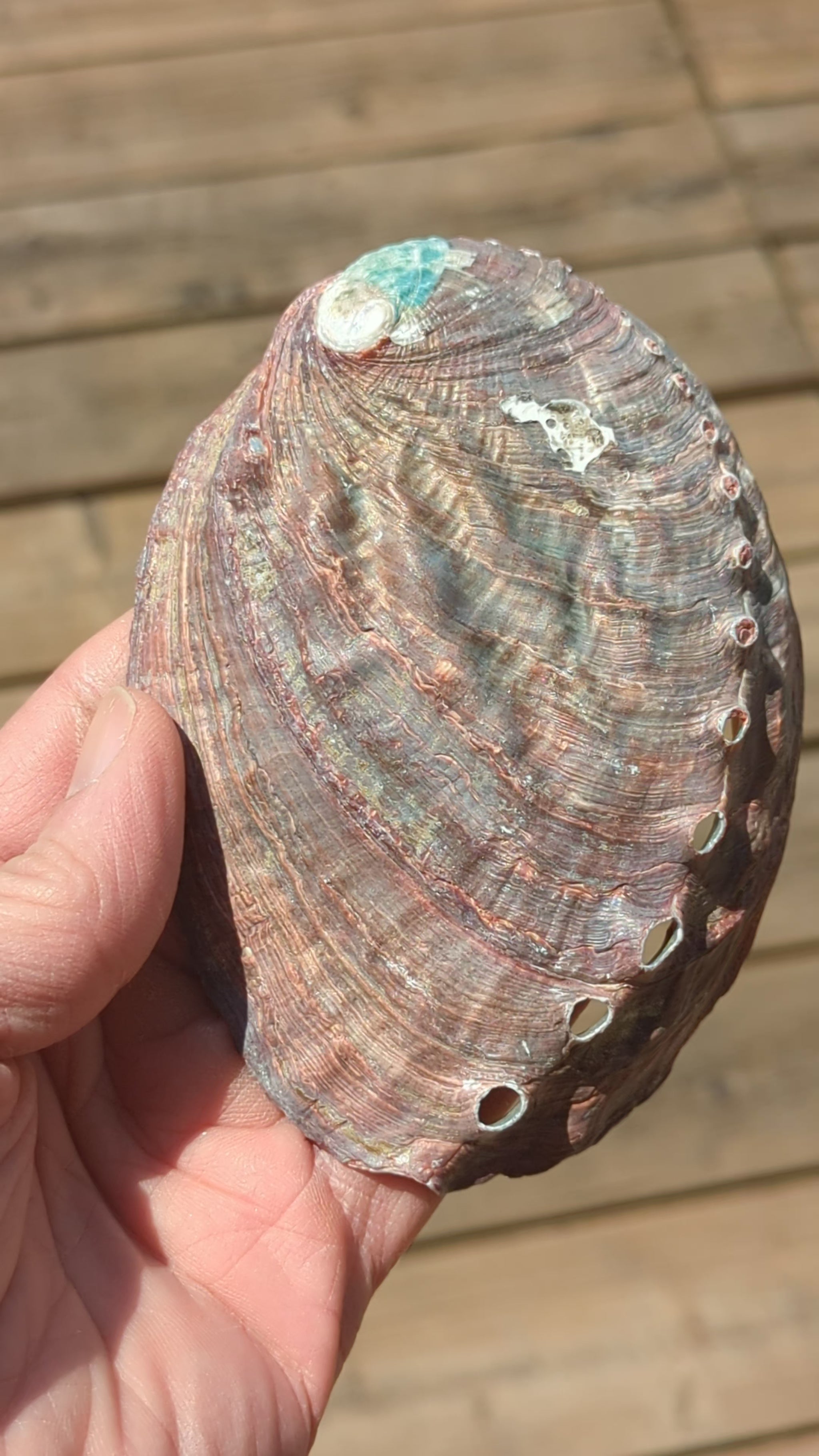 natural-abalone-shell